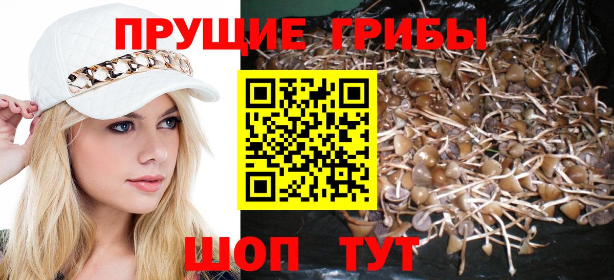 Новоалександровск  купить закладку  Псилоцибиновые грибы прущие грибы  Вход с VPN  Псилоцибиновые грибы GOLDEN TEACHER 